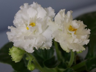 SG105830.JPG