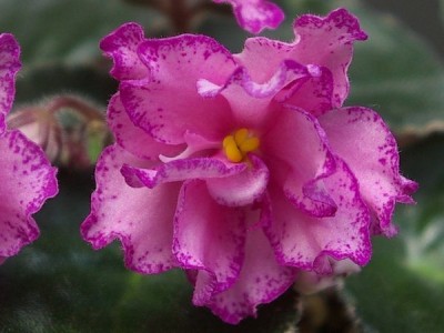 SG105794r.JPG