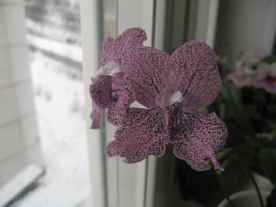 IMG_6308.jpg