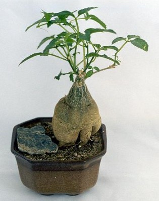 Momordica_rostrata_Grat.jpg
