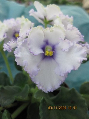 crystal plum2.jpg