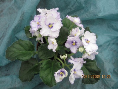 crystal plum 2.jpg