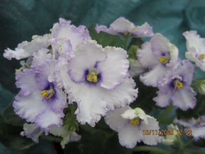 crystal plum 3.jpg